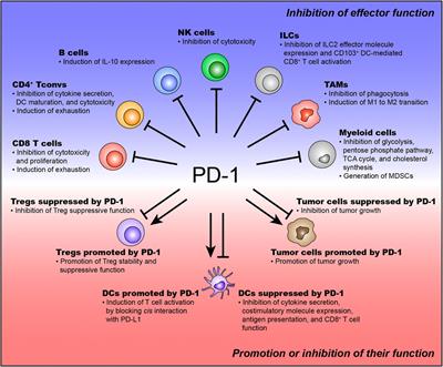 Differential Role of PD-1 Expressed by Various Immune and Tumor Cells in the Tumor Immune Microenvironment: Expression, Function, Therapeutic Efficacy, and Resistance to Cancer Immunotherapy